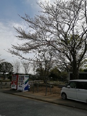 桜