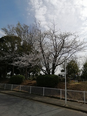 満開