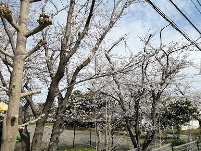 桜